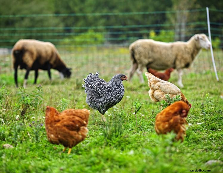 Ferme Dropseed – Plantes indigènes